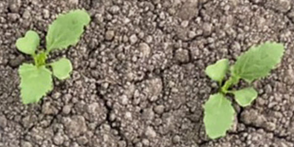 フルボ酸・フミン酸の土壌改良材を使用した種子のどぶ付の生育試験