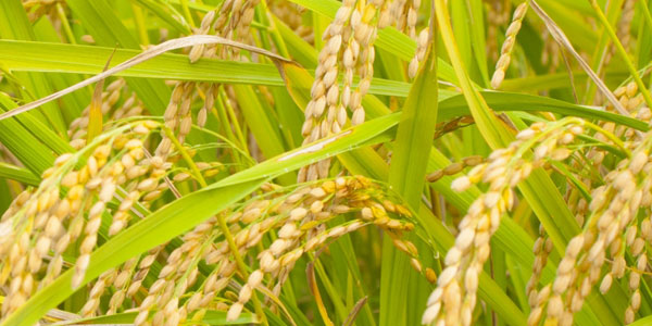 フルボ酸・フミン酸の土壌改良材を使用した稲の育成試験