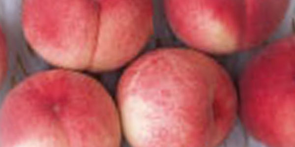 フルボ酸・フミン酸の土壌改良材を使用した桃の育成試験