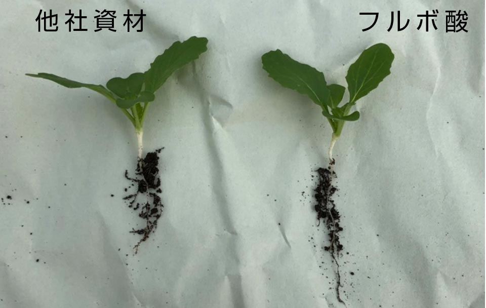 フルボ酸・フミン酸の土壌改良材を使用した種子のどぶ付けの圃場試験