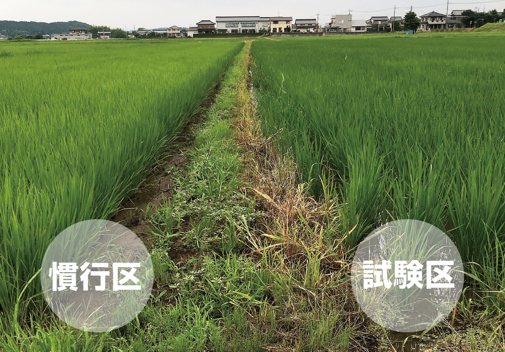 土壌改良材オーガニックミネラルを使用した稲の圃場画像1