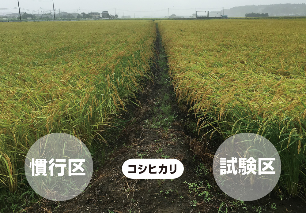 フルボ酸・フミン酸の土壌改良材を使用した稲の圃場試験