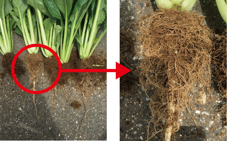 フルボ酸・フミン酸の土壌改良材を使用した小松菜の圃場試験