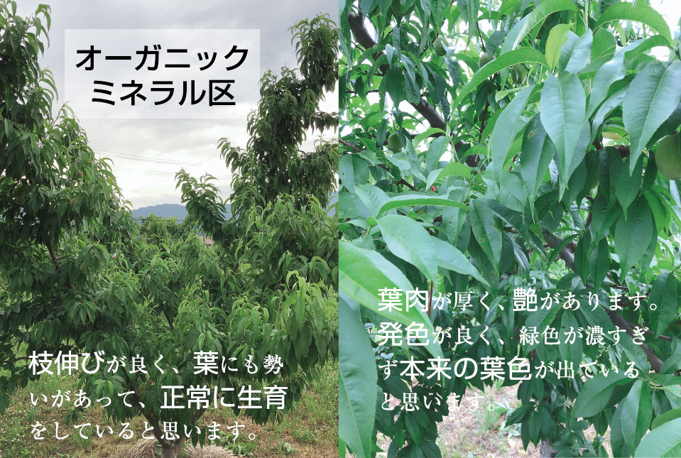 フルボ酸・フミン酸の土壌改良材を使用した桃の圃場試験