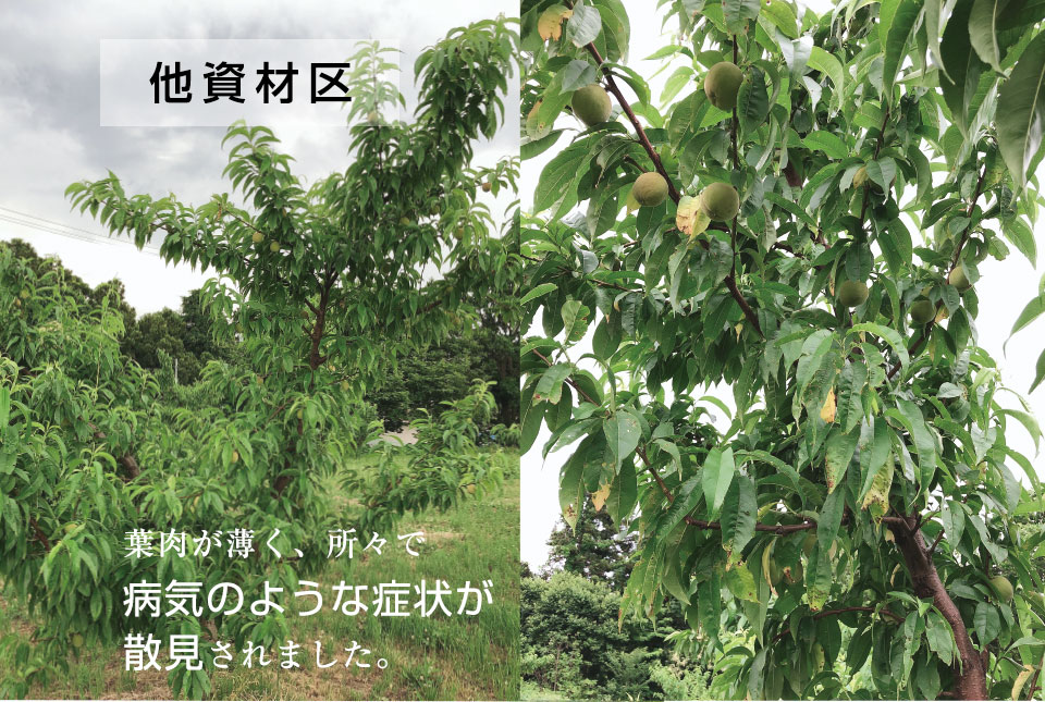 フルボ酸・フミン酸の土壌改良材を使用した桃の圃場試験