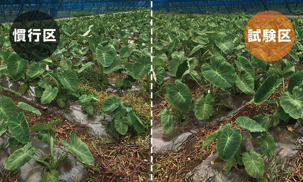 フルボ酸・フミン酸の土壌改良材を使用した里芋の圃場試験