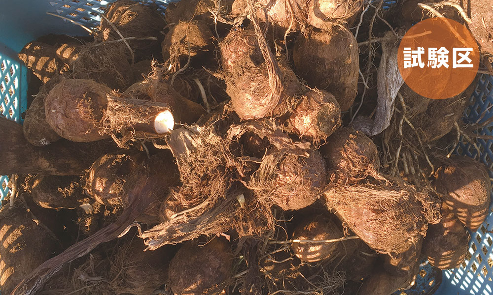 フルボ酸・フミン酸の土壌改良材を使用した里芋の圃場試験