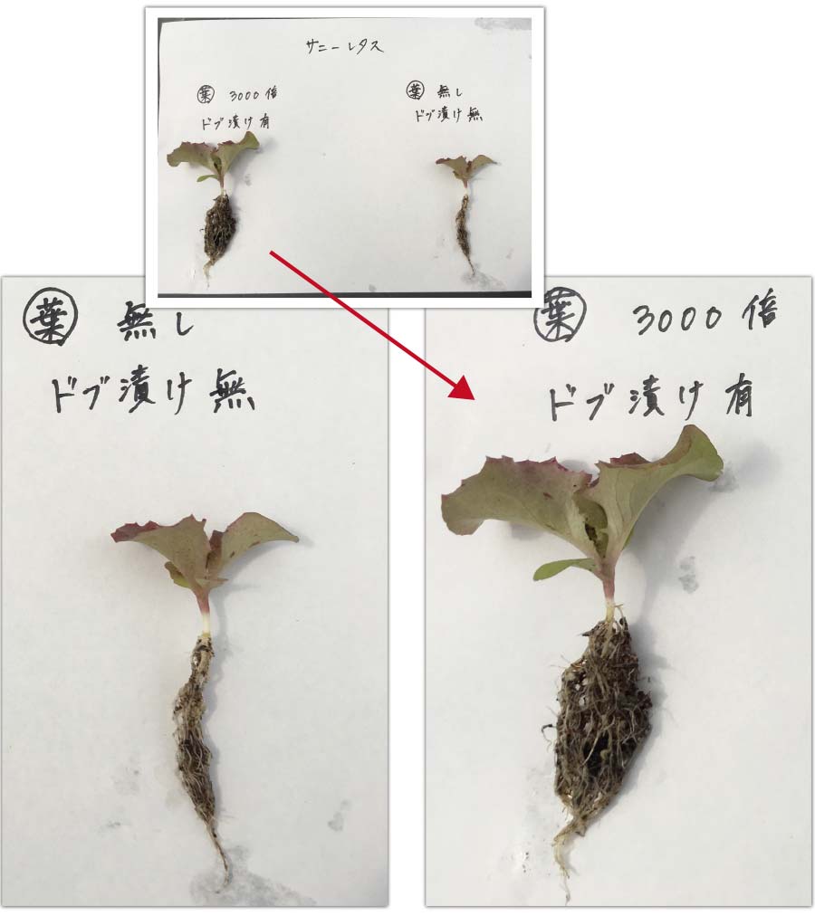 サニーレタスの育苗の画像5