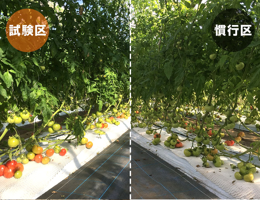 フルボ酸・フミン酸の土壌改良材を使用したトマトの圃場試験