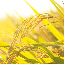 圃場試験のイメージ