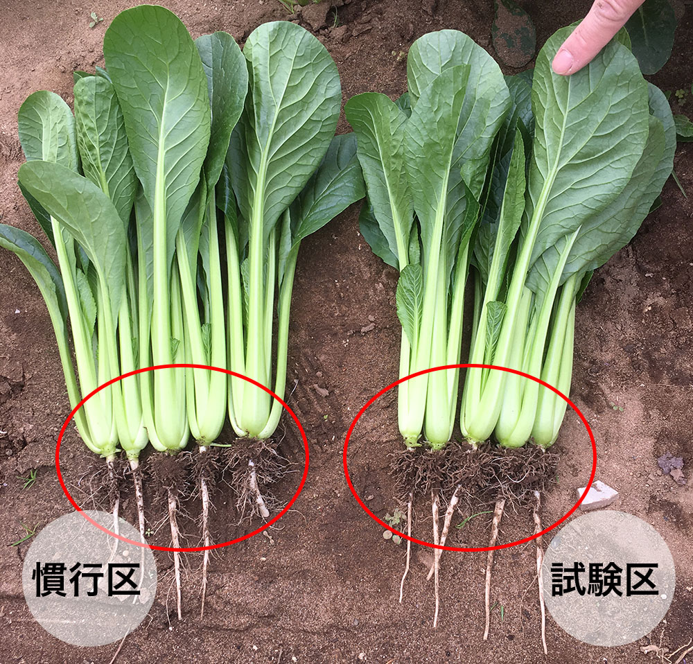 小松菜の生育試験